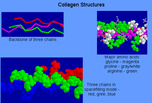 Collagen là gì? Những công dụng của Collagen đối với cơ thể bạn nên biết Collagen là gì? Những công dụng của Collagen đối với cơ thể bạn nên biết - Yêu Hàng Ngoại