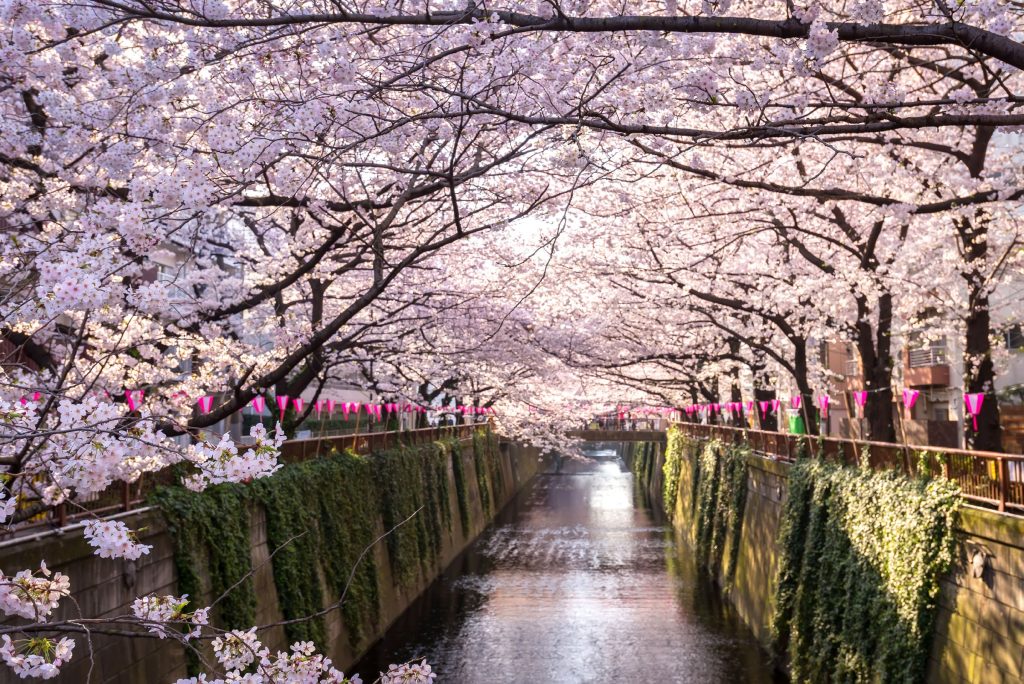 Hoa Anh Đào (Sakura) "chứng nhân lịch sử" cho đất nước Nhật Bản Hoa Anh Đào (Sakura) "chứng nhân lịch sử" cho đất nước Nhật Bản - Yêu Hàng Ngoại