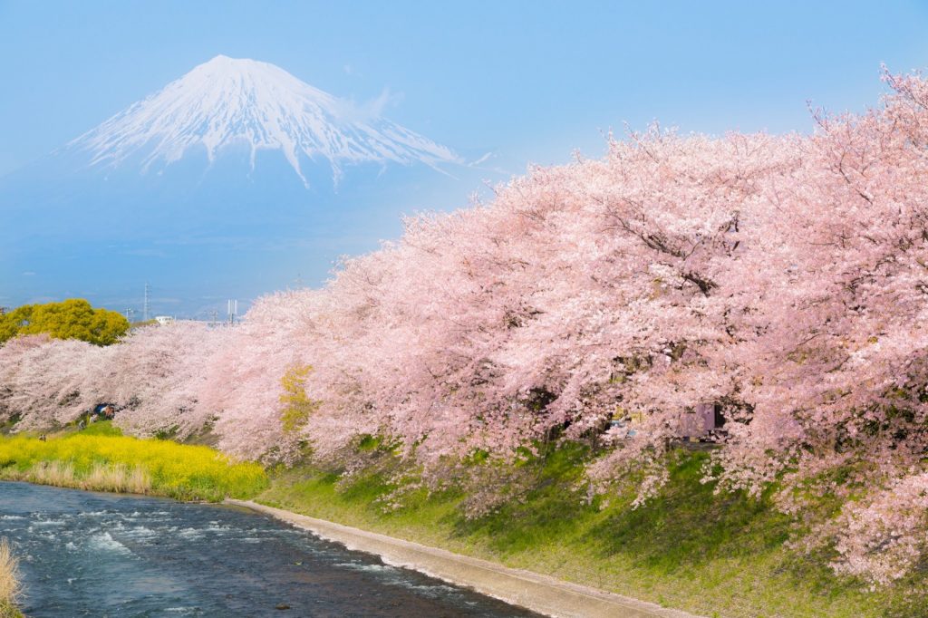 Hoa Anh Đào (Sakura) "chứng nhân lịch sử" cho đất nước Nhật Bản Hoa Anh Đào (Sakura) "chứng nhân lịch sử" cho đất nước Nhật Bản - Yêu Hàng Ngoại