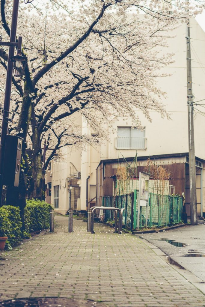 Hoa anh đào - Tại sao người Nhật lại yêu hoa anh đào đến vậy? Hoa anh đào - Tại sao người Nhật lại yêu hoa anh đào đến vậy? - Yêu Hàng Ngoại