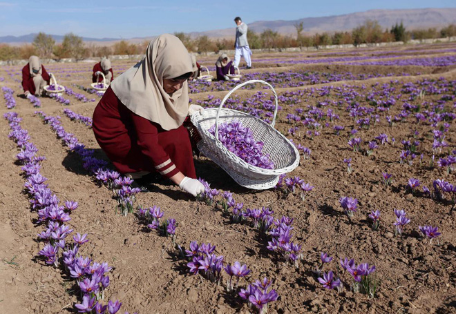 Nhụy hoa nghệ tây (Saffron) là gì? Công dụng & cách dùng Saffron Nhụy hoa nghệ tây (Saffron) là gì? Công dụng & cách dùng Saffron - Yêu Hàng Ngoại