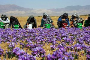 Nhụy hoa nghệ tây (Saffron) là gì? Công dụng & cách dùng Saffron - Yêu Hàng Ngoại