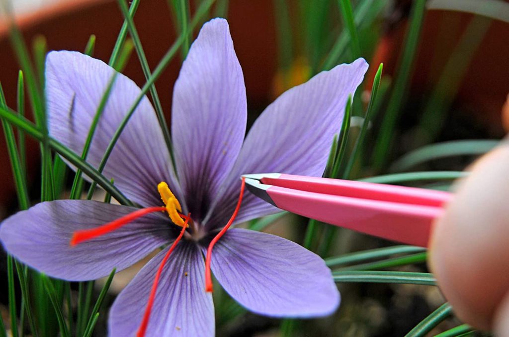 Nhụy hoa nghệ tây (Saffron) là gì? Công dụng & cách dùng Saffron Nhụy hoa nghệ tây (Saffron) là gì? Công dụng & cách dùng Saffron - Yêu Hàng Ngoại