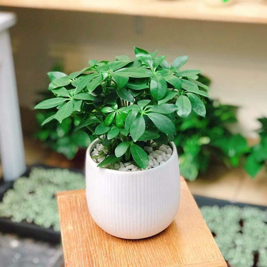 6+ loại cây trồng trong nhà giúp đuổi muỗi hiệu quả 6+ loại cây trồng trong nhà giúp đuổi muỗi hiệu quả - Yêu Hàng Ngoại