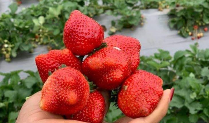 Các loại Củ, quả giúp ngừa ung thư vú mà bạn nên biết Các loại Củ, quả giúp ngừa ung thư vú mà bạn nên biết - Yêu Hàng Ngoại