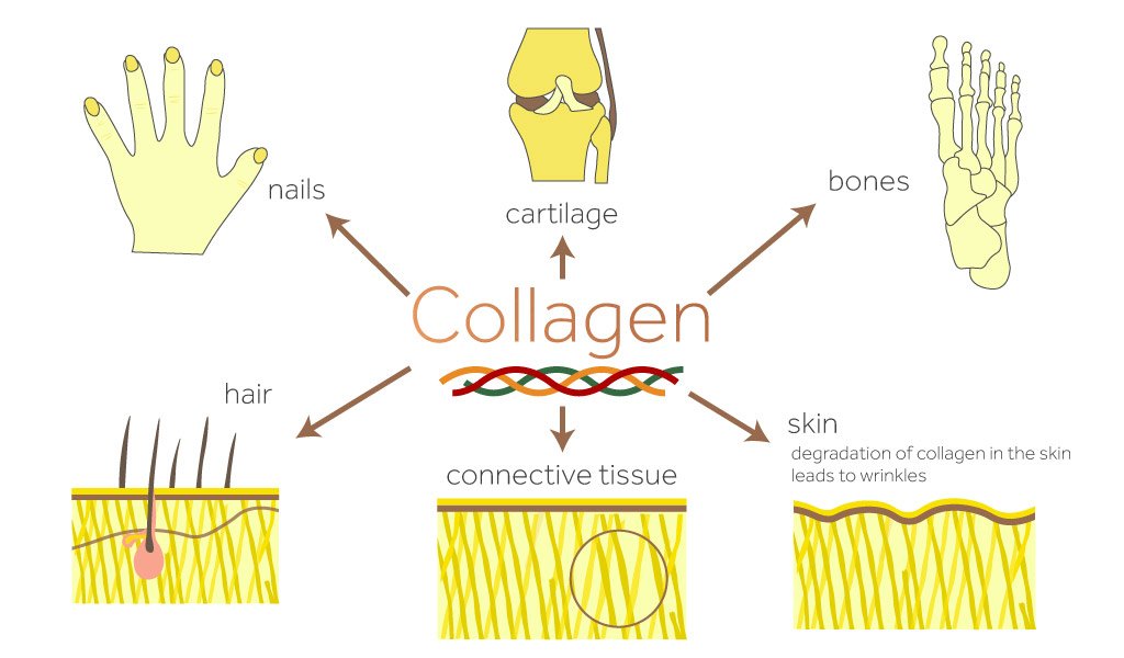Uống collagen có mập và làm bạn tăng cân lên không? Uống collagen có mập và làm bạn tăng cân lên không? - Yêu Hàng Ngoại