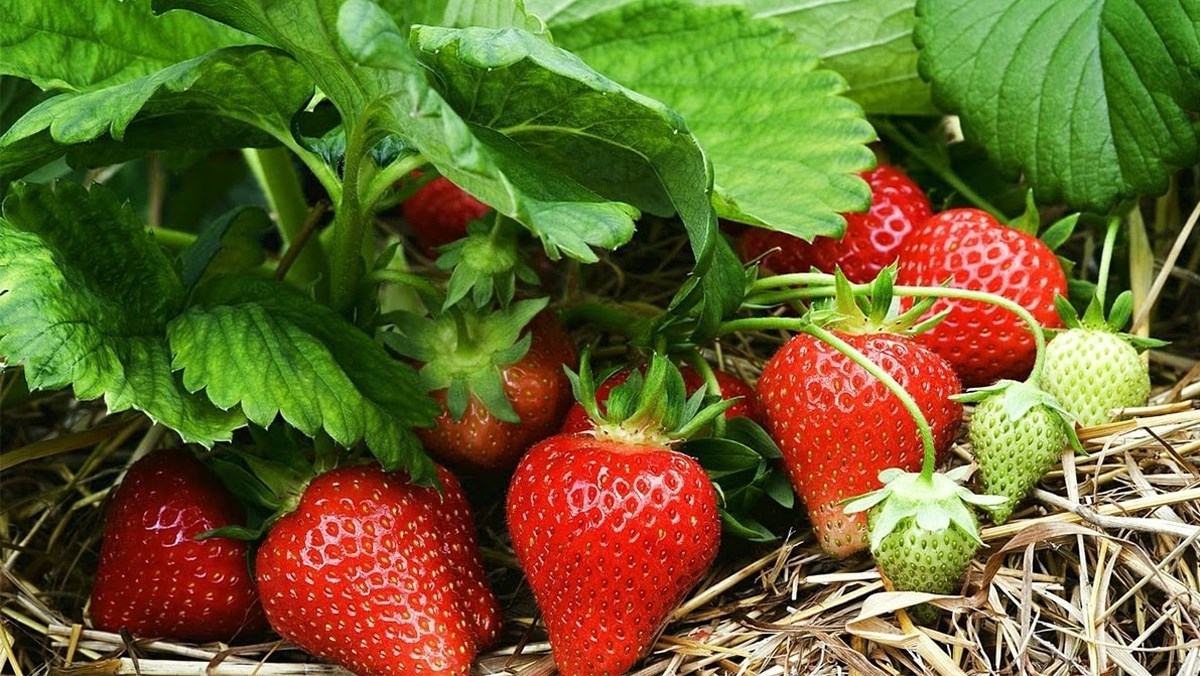 TOP 6 siêu thực phẩm giúp làm chậm quá trình lão hóa TOP 6 siêu thực phẩm giúp làm chậm quá trình lão hóa - Yêu Hàng Ngoại