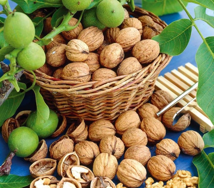 TOP những lợi ích sức khỏe và giá trị dinh dưỡng của quả óc chó TOP những lợi ích sức khỏe và giá trị dinh dưỡng của quả óc chó - Yêu Hàng Ngoại