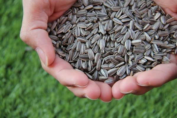 5 loại hạt nên ăn giúp hỗ trợ ngăn tóc bạc sớm - Yêu Hàng Ngoại