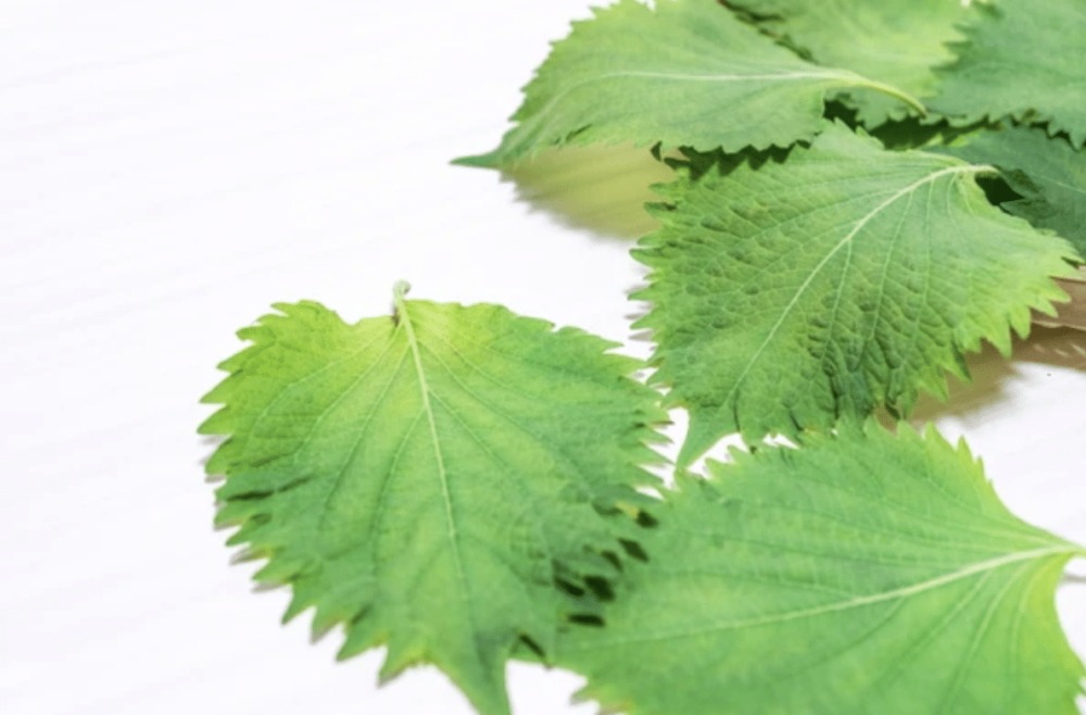 Khám Phá Lá Tía Tô Nhật Bản (Shiso): Hương Vị Đặc Trưng Và Lợi Ích Sức Khỏe Khám Phá Lá Tía Tô Nhật Bản (Shiso): Hương Vị Đặc Trưng Và Lợi Ích Sức Khỏe - Yêu Hàng Ngoại