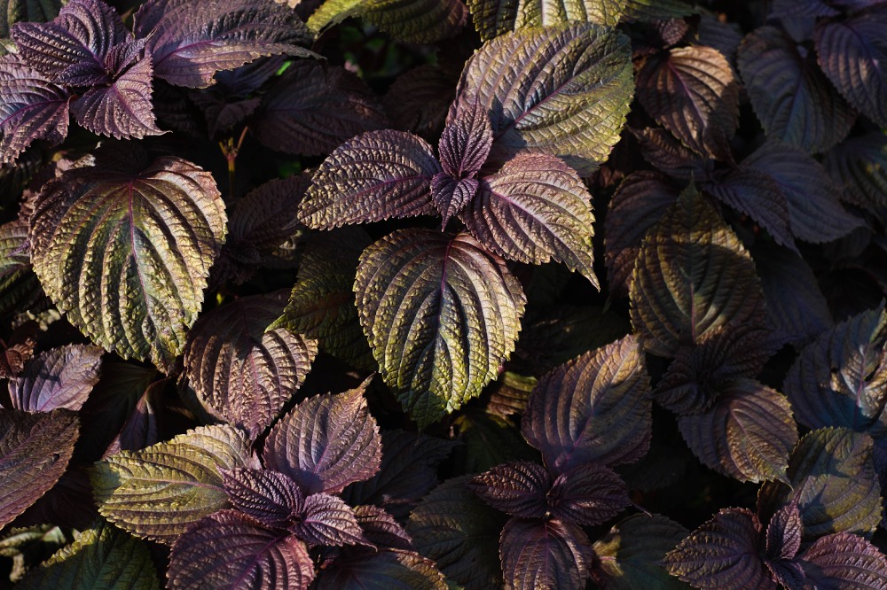 Khám Phá Lá Tía Tô Nhật Bản (Shiso): Hương Vị Đặc Trưng Và Lợi Ích Sức Khỏe Khám Phá Lá Tía Tô Nhật Bản (Shiso): Hương Vị Đặc Trưng Và Lợi Ích Sức Khỏe - Yêu Hàng Ngoại