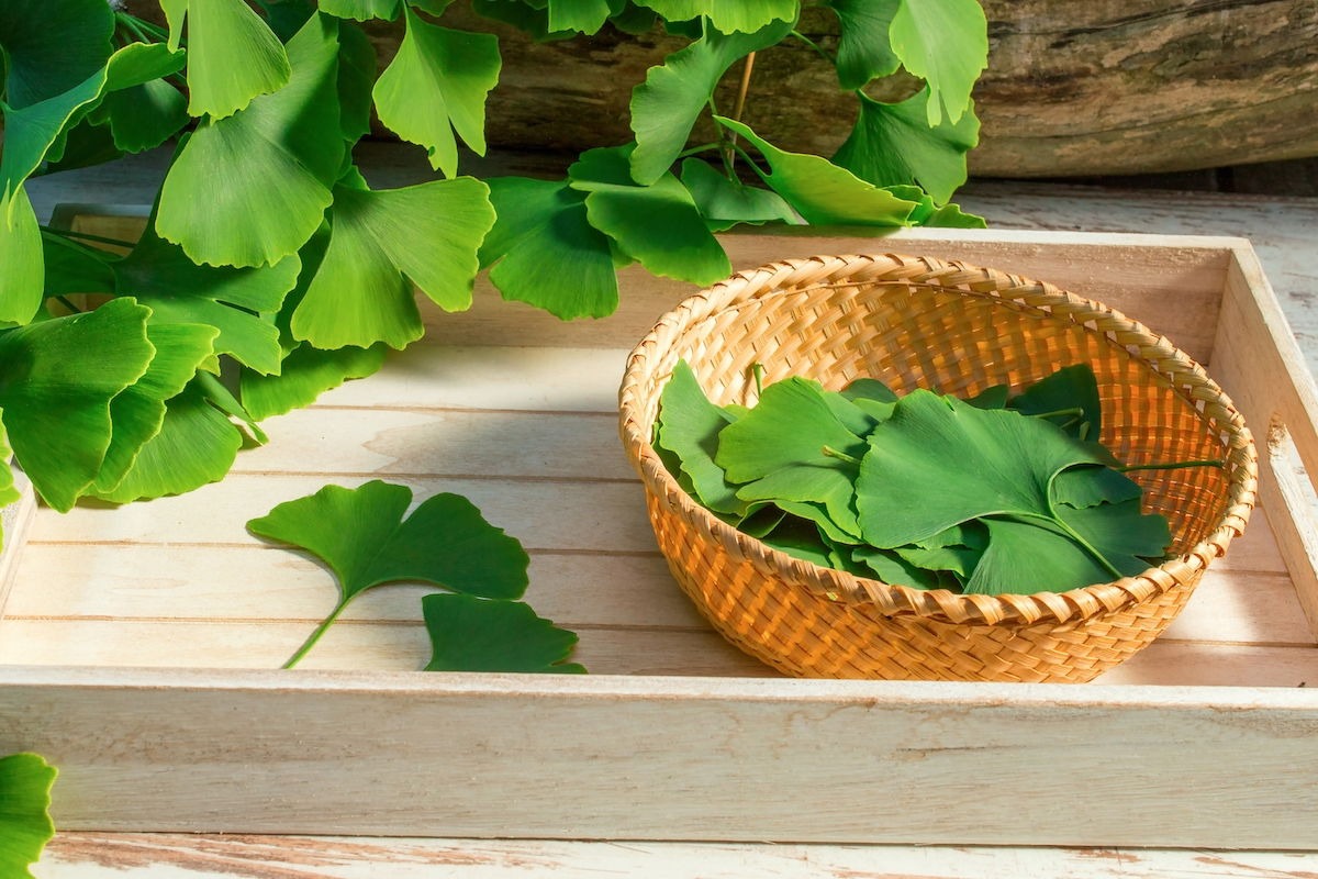 Ginkgo Biloba: 12 Lợi Ích Tiềm Năng, Tác Dụng Phụ Và Cách Dùng An Toàn Ginkgo Biloba: 12 Lợi Ích Tiềm Năng, Tác Dụng Phụ Và Cách Dùng An Toàn - Yêu Hàng Ngoại