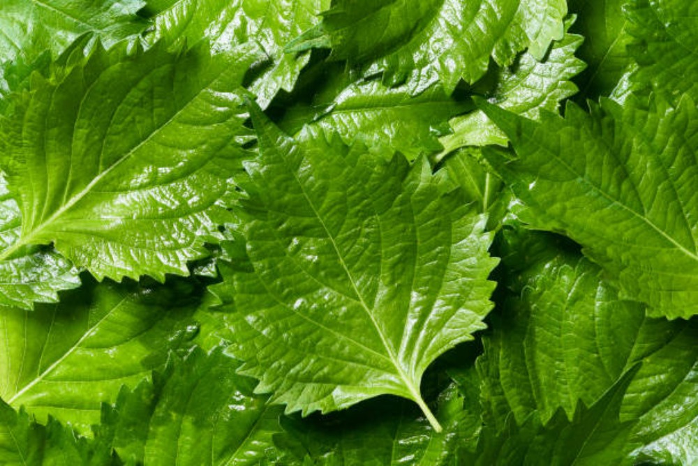 Khám Phá Lá Tía Tô Nhật Bản (Shiso): Hương Vị Đặc Trưng Và Lợi Ích Sức Khỏe Khám Phá Lá Tía Tô Nhật Bản (Shiso): Hương Vị Đặc Trưng Và Lợi Ích Sức Khỏe - Yêu Hàng Ngoại